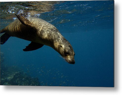 Feb0514 Metal Print featuring the photograph Galapagos Sea Lion Swimming Ecuador by Pete Oxford