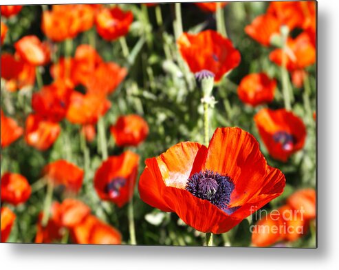Poppy Metal Print featuring the photograph Garden of Poppies by Lincoln Rogers