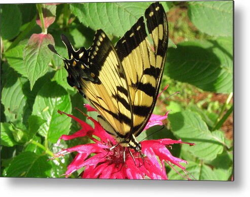 Flower Metal Print featuring the photograph Gathering Nectar by Kim Galluzzo