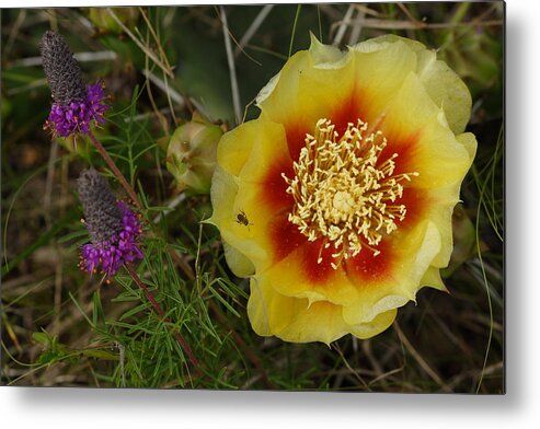 Gattinger's Prairie Clover And Prickly Pear Flower Metal Print featuring the photograph Gattinger's Prairie Clover And Prickly Pear Flower by Daniel Reed