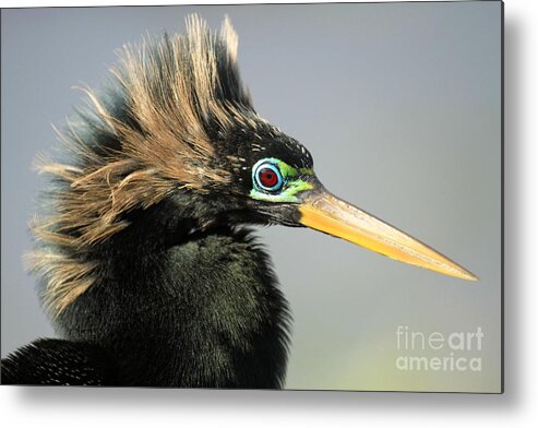 Anhinga Metal Print featuring the photograph Gaudy Eyes by Adam Jewell