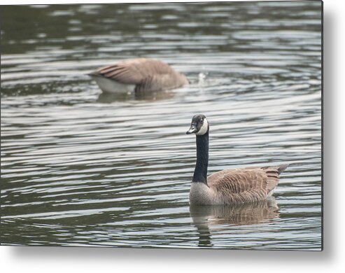 Buffalo Metal Print featuring the photograph Geese by Guy Whiteley