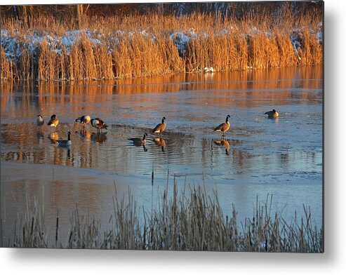 Geese Metal Print featuring the photograph Geese in Wetlands by Tana Reiff