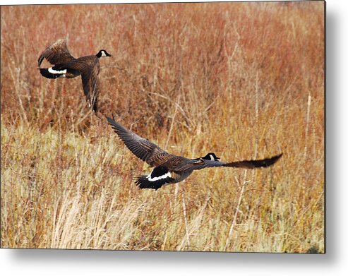 Geese Metal Print featuring the photograph Geese - Taking Off in Flight by Janice Adomeit