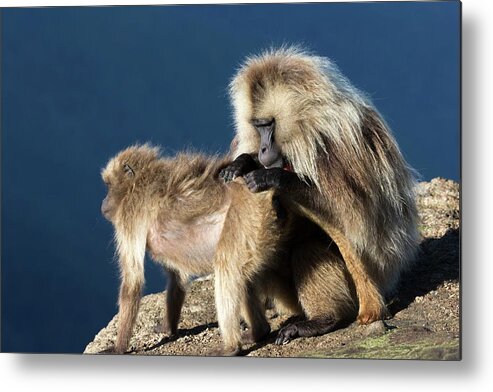 Adult Metal Print featuring the photograph Gelada Baboons Grooming by Peter J. Raymond