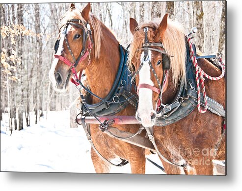 Maple Syrup Metal Print featuring the photograph Gentle Giants by Cheryl Baxter