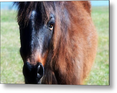 Gentle Horse Metal Print featuring the photograph Gentle Spirit by Peggy Franz
