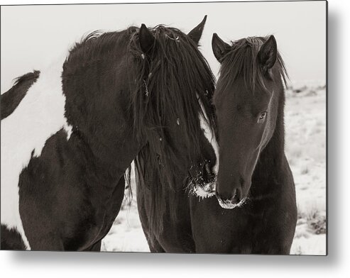 Wild Horse Metal Print featuring the photograph Gentle Touch by Sandy Sisti