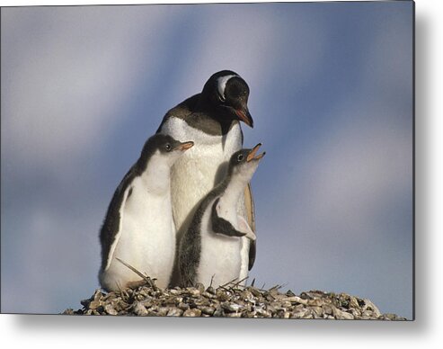 Feb0514 Metal Print featuring the photograph Gentoo Penguin Chicks Begging South by Gerry Ellis