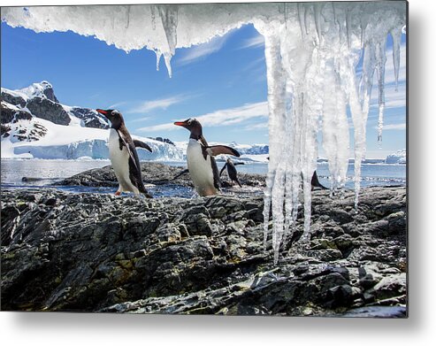 Water's Edge Metal Print featuring the photograph Gentoo Penguins And Icicles, Antarctica by Paul Souders