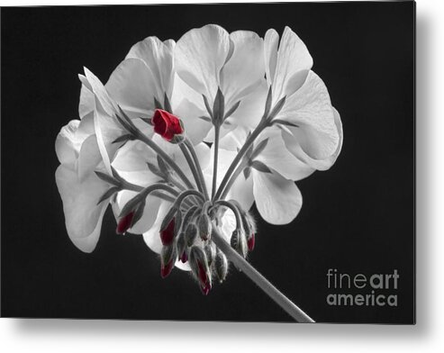 'red Geranium' Metal Print featuring the photograph Geranium Flower In Progress by James BO Insogna
