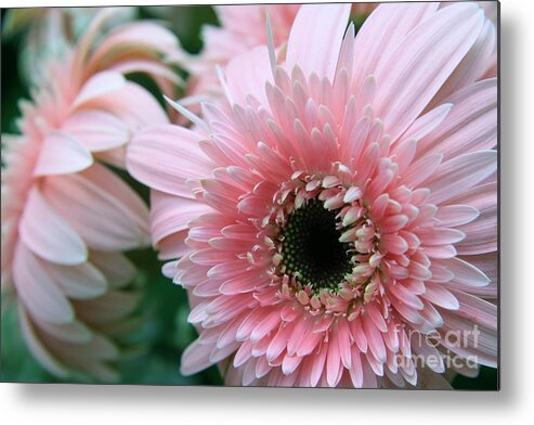 Floral Metal Print featuring the photograph Gerbera Explosion by Mary Lou Chmura