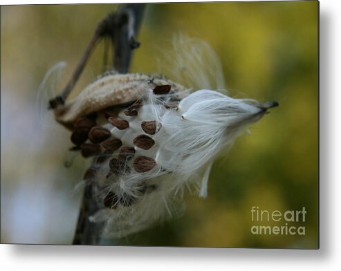 Milkweed Pod Metal Print featuring the photograph Getting Ready for Flight No.3 by Neal Eslinger