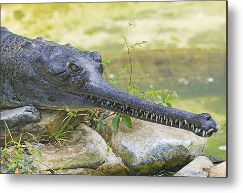 Wildlife Metal Print featuring the photograph Gharial by Kenneth Albin