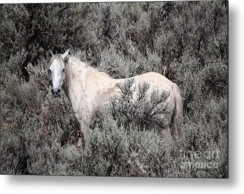 Horse Metal Print featuring the photograph Ghost by Veronica Batterson