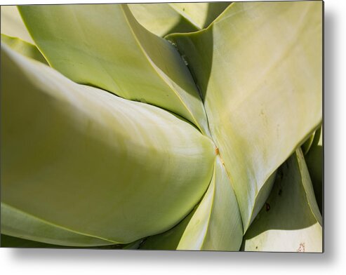 Agave Metal Print featuring the photograph Giant Agave Abstract 9 by Scott Campbell