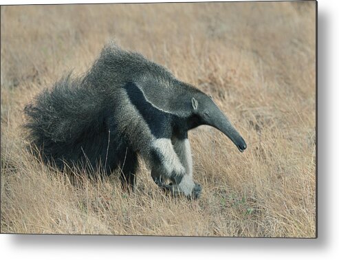 536740 Metal Print featuring the photograph Giant Anteater Guyana by Kevin Schafer