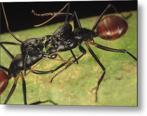 Feb0514 Metal Print featuring the photograph Giant Forest Ant Pair Fighting In Borneo by Mark Moffett
