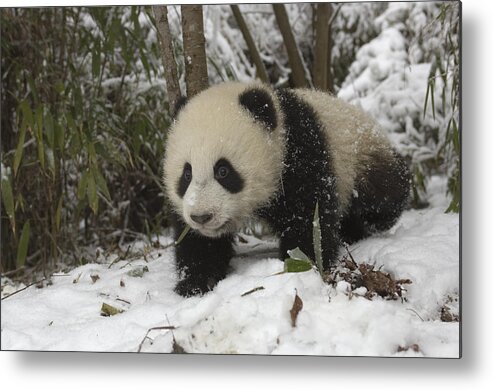 Feb0514 Metal Print featuring the photograph Giant Panda Cub In Snow Wolong China by Katherine Feng