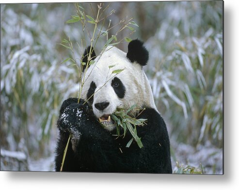 Feb0514 Metal Print featuring the photograph Giant Panda Eating Bamboo Wolong Valley by Konrad Wothe