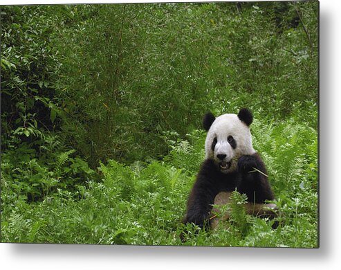 Feb0514 Metal Print featuring the photograph Giant Panda Near Bamboo Wolong China by Pete Oxford
