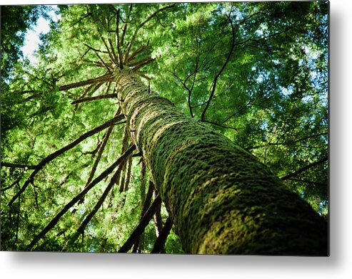 North Vancouver Metal Print featuring the photograph Giant Spruce Tree Canopy by Christopher Kimmel