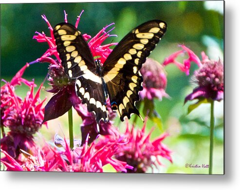 Butterfly Metal Print featuring the photograph Giant Swallowtail on Raspberry Bee Balm by Kristin Hatt