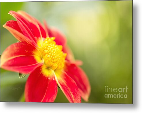 Dahlia Metal Print featuring the photograph Ginger by Beve Brown-Clark Photography