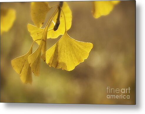 Gold Metal Print featuring the photograph Gingko Gold by Terry Rowe