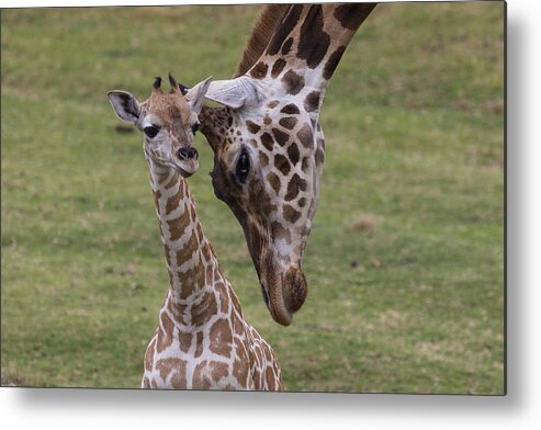 Feb0514 Metal Print featuring the photograph Giraffe Mother Nuzzling Calf by San Diego Zoo