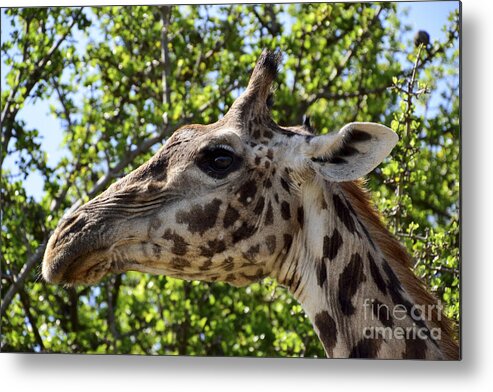 Massai Mara Metal Print featuring the photograph Giraffe Profile by AnneKarin Glass