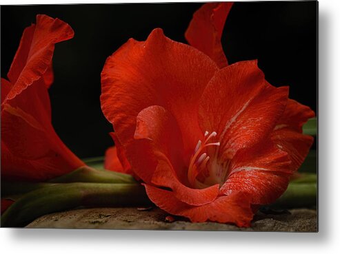 Gladiolus Metal Print featuring the photograph Gladiolus II Intimate by Richard Macquade