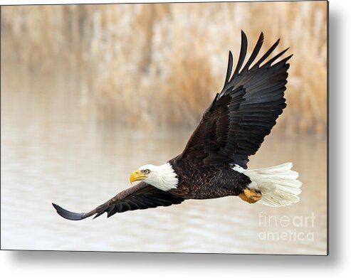 Eagles Metal Print featuring the photograph Glide By by Bill Singleton