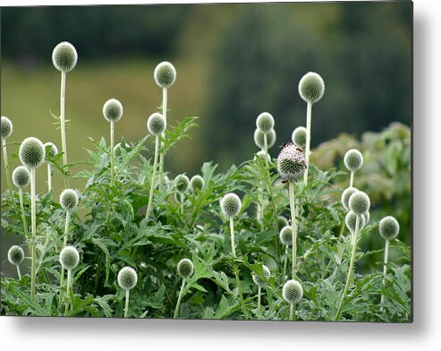 Asteraceae Metal Print featuring the photograph Globe Thistle field by Emanuel Tanjala