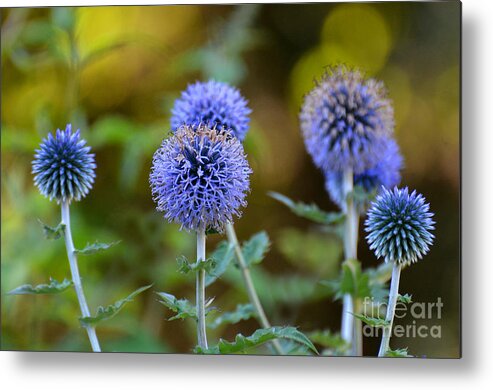Thistle Metal Print featuring the photograph Globe Thistle by Rodney Campbell