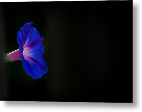 Morning Glory Metal Print featuring the photograph Glorious Simplicity by Cheryl Baxter
