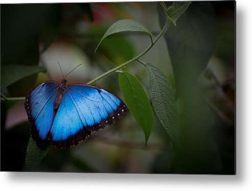 Penny Lisowski Metal Print featuring the photograph Glowing Blue by Penny Lisowski