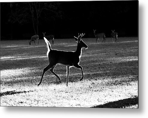 Deer Metal Print featuring the photograph Glowing Buck by Lorna Rose Marie Mills DBA Lorna Rogers Photography
