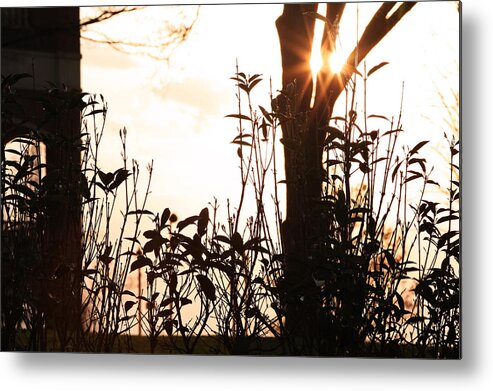 Flower Artwork Metal Print featuring the photograph Glowing Landscape by Mary Buck