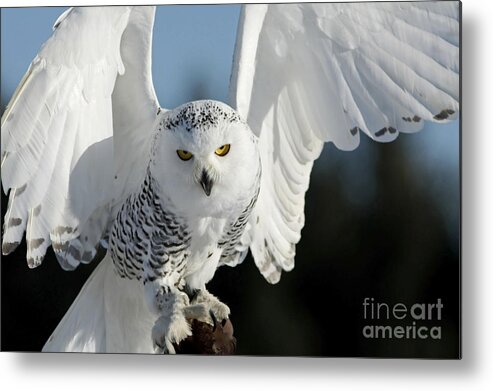 Glowing Snowy Owl In Flight Metal Print featuring the photograph Glowing Snowy Owl in Flight by Inspired Nature Photography Fine Art Photography