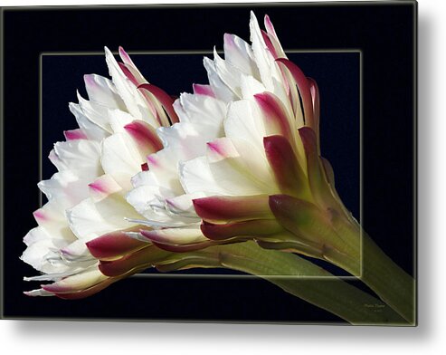 Flowers Metal Print featuring the photograph God's Trumpets by Phyllis Denton