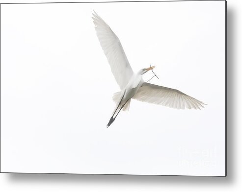 Great White Egret Metal Print featuring the digital art Going Home by Jayne Carney