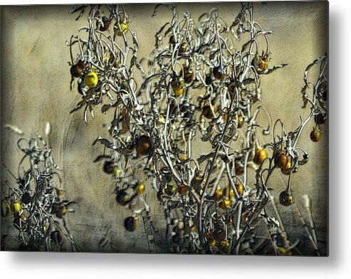 Plant Metal Print featuring the photograph Gold and Gray - Silver Nightshade by Nadalyn Larsen