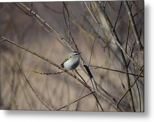 Wildlife Metal Print featuring the photograph Golden-crowned Kinglet by James Petersen