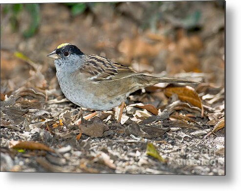Fauna Metal Print featuring the photograph Golden-crowned Sparrow by Anthony Mercieca
