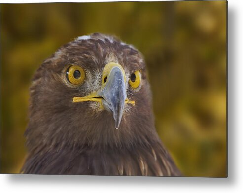 Golden Eagle Metal Print featuring the photograph Golden Eagle by Brian Cross