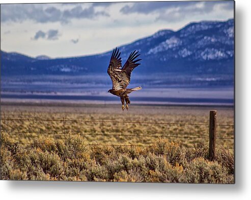 Landscape Metal Print featuring the photograph Golden Eagle by Michael W Rogers