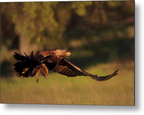 Golden Eagle Metal Print featuring the photograph Golden Eagle on the Hunt by Beth Sargent