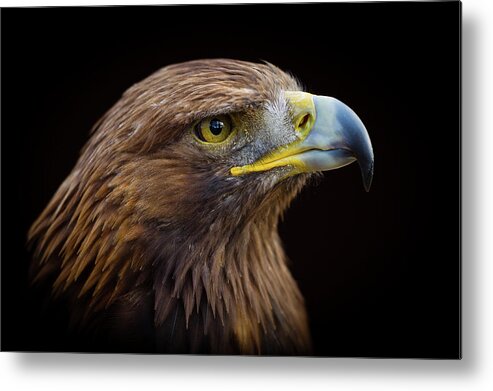 Alertness Metal Print featuring the photograph Golden Eagle by Peter Orr Photography