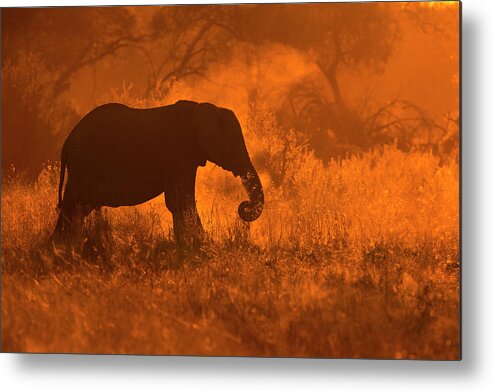 Africa Metal Print featuring the photograph Golden Elephant In Savute by Mario Moreno